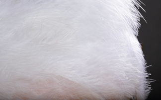 羽丝棉是什么材料 羽丝棉原来是这种材质 十大品牌网 