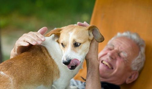 为什么那么多老人养狗 能预防老年痴呆,狗狗还会让老人家更开心 