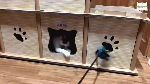 用纸板为猫咪搭建豪华猫屋,猫咪会喜欢吗 