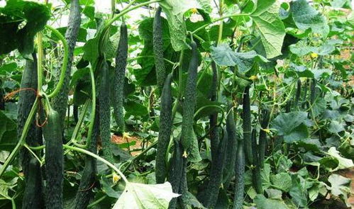 黄瓜种子的选择与处理,农户如何改进栽培技术,才能达到高效种植