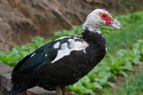 中元节为什么要吃鸭子 吃鸭肉有什么好处