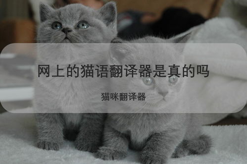现在网上的猫咪翻译器是真的吗