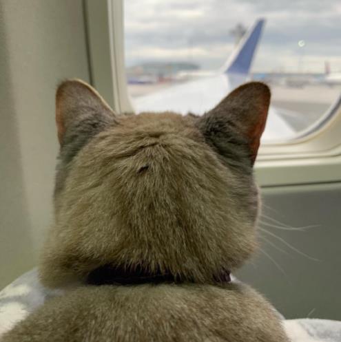 猫咪第一次坐飞机,全程淡定的让人意外,趴在主人腿上呼呼大睡