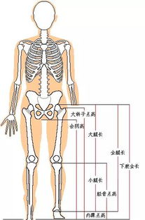 正确腿长测量方法