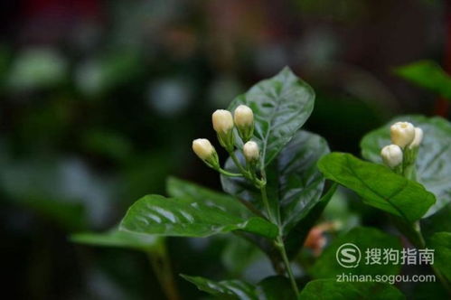 茉莉花藤条怎么弄好看的(茉莉花长藤了如何修剪)(茉莉花长藤了怎么办)