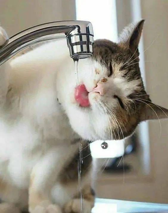 成猫一天喝多少水 一文教你计算每日所需水量