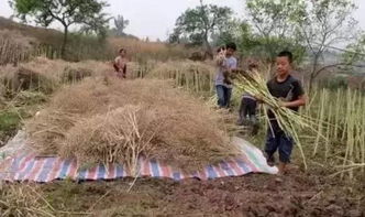 我的前半生 火了 威远人的各种刷屏 我们的前半生明明是这样的......