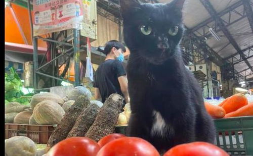 猫咪帮主人卖西红柿,没人买还很不高兴 快来买呀,免费撸猫咯