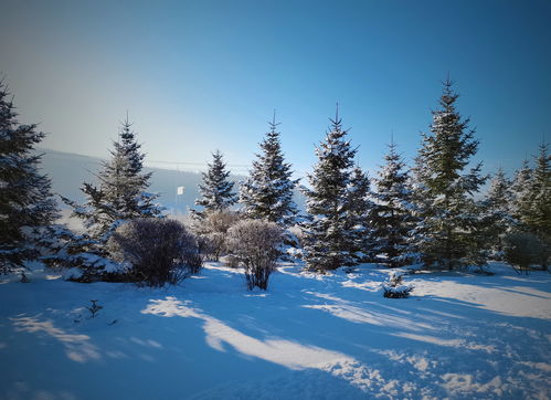 有关于雪松的诗句