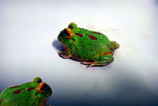招财蛙原型 角蛙吃什么食物长的最好