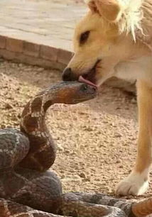 狗与蛇