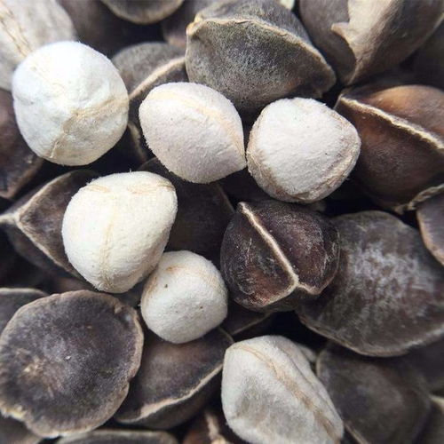 辣木籽 正宗印度进口野生食用辣木子茶精选大果100g 500g