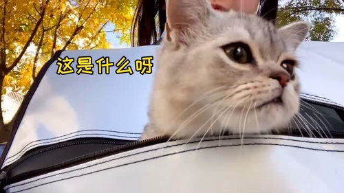 主人和猫一起打针,猫没哭,主人先崩溃了 