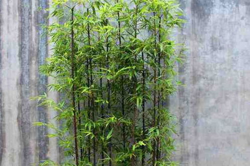 在热带地区种植竹子有什么好处吗？