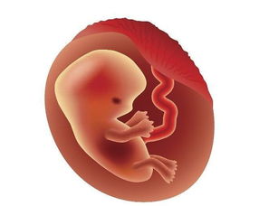 原创妊娠6个月时，哪些胎教适合胎儿？