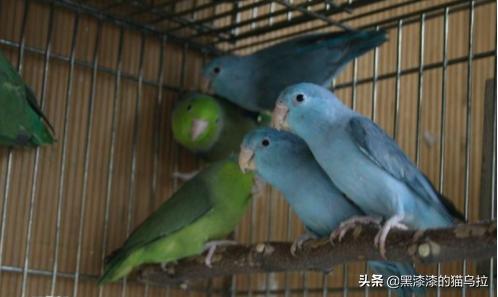 绿和尚鹦鹉 蓝和尚鹦鹉与绿和尚鹦鹉的区别