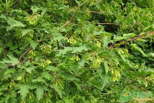 茶条槭形态特征 生长环境 繁殖方法 病虫害防治
