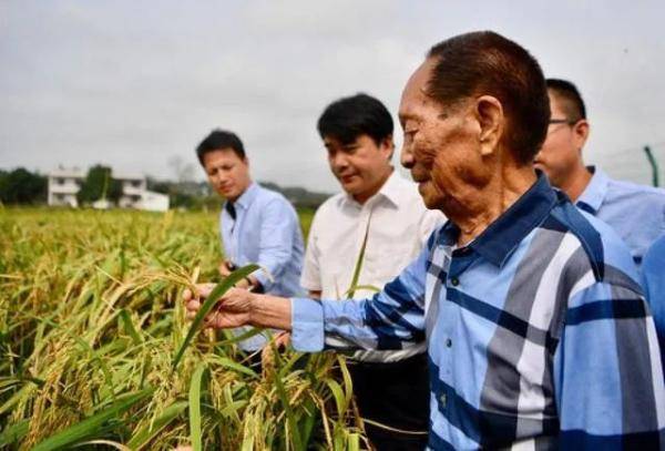 喜讯 袁隆平的超级杂交水稻又丰收了