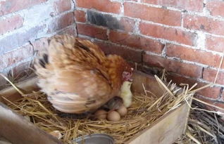 为什么拿走母鸡的鸡蛋,母鸡却不生气 