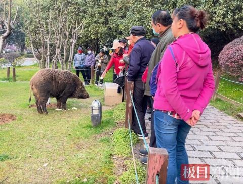 南京一公园游客近距离投喂野猪,管理方 山上野生的