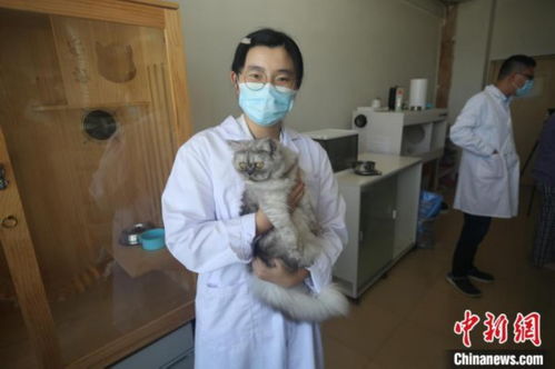 中国国内高校首只克隆猫 征婚 为繁育研究进行准备