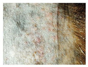 犬浅表性细菌性毛囊炎之特征与诊断 上 