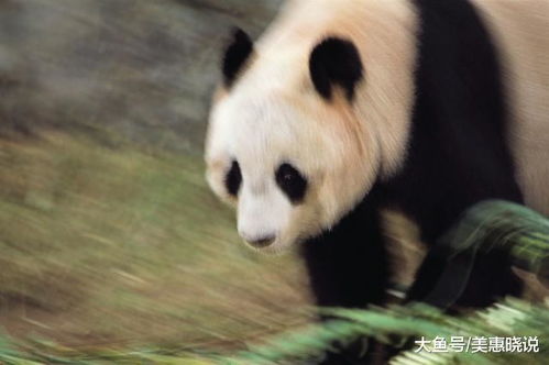 大熊猫为什么那么呆萌 是因为智商不高吗