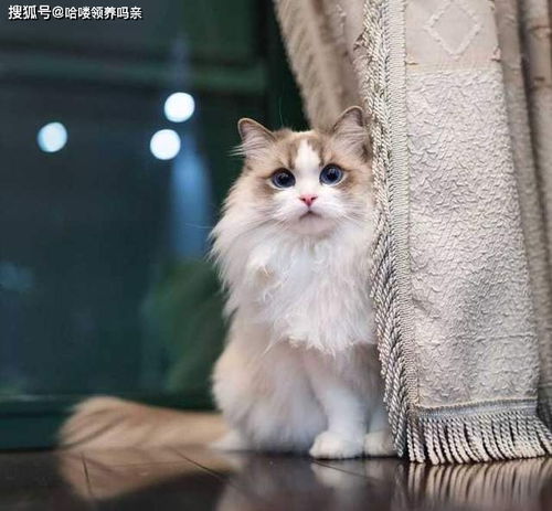 新手养猫可以养布偶吗 玻璃胃 掉毛怪 说说那些对布偶猫的误解