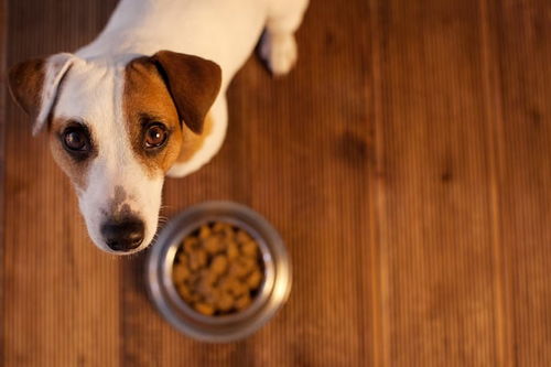 狗狗最近没有食欲,这八个影响狗狗食欲的原因,主人要自行判断