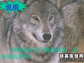 汉语里有关狼的谚语