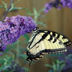 院子里最吸引蝴蝶的10种植物 