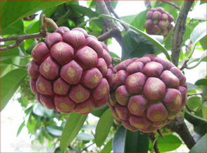 原来海贼王中的 恶魔果实 真的存在 这种水果你见过吗 