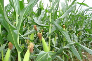 玉米专用肥能养花
