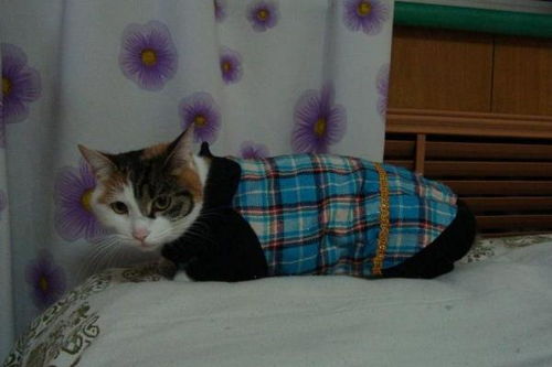 不要你觉得冷,就给你家猫穿衣服,危害可太大了
