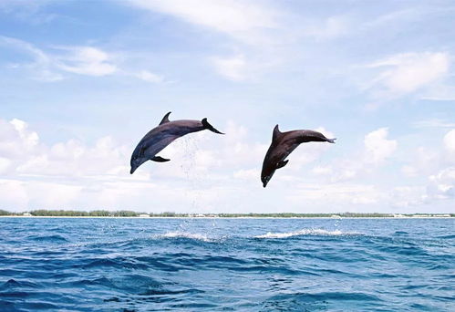 巴厘岛旱季旅游旺季巴厘岛追海豚最佳时间（巴厘岛追海豚的地方）