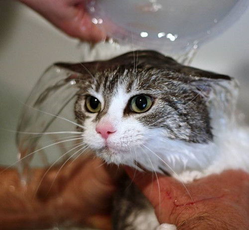 小猫洗完澡有点拉稀,猫咪洗澡后会生病吗 