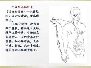 人体一天中每个时间段对应的经络活跃特征 