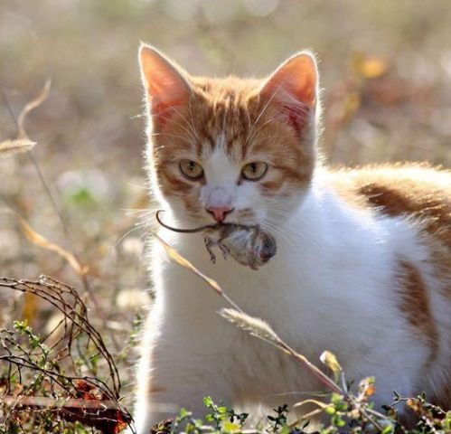 为何现在的猫咪都不会抓老鼠