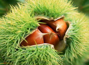 板栗成熟季节是几月份,板栗的先熟性与后熟性