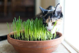 猫草多久吃一次
