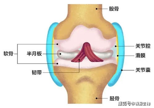 临床研究证实 干细胞移植技术治疗半月板损伤更具优势