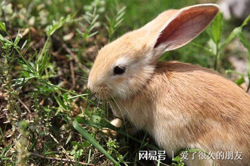 兔子吃化毛膏多久起效,兔子吃化毛膏一天就排毛