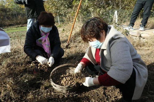 挖红薯 刨花生 磨豆浆,房山大石窝科普活动 接地气