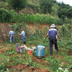 开化人,占用开垦林地种菜整治,非法开垦林地每平方米处10元以下罚款