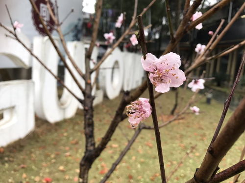 春雨里,有一个秘密藏在鼓楼里 