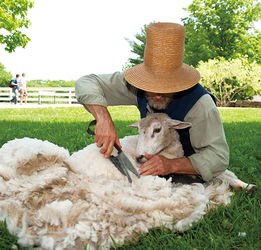 Why do farmers cut the wool off the sheep