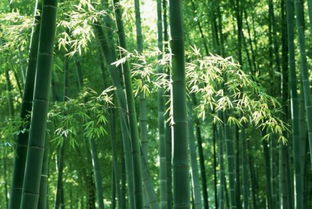 竹子属于草本植物还是木本植物, 