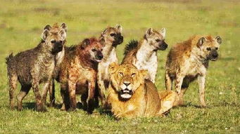 鬣狗经常惹狮子,但是狮子为什么总不吃它呢 答案让人出乎意料