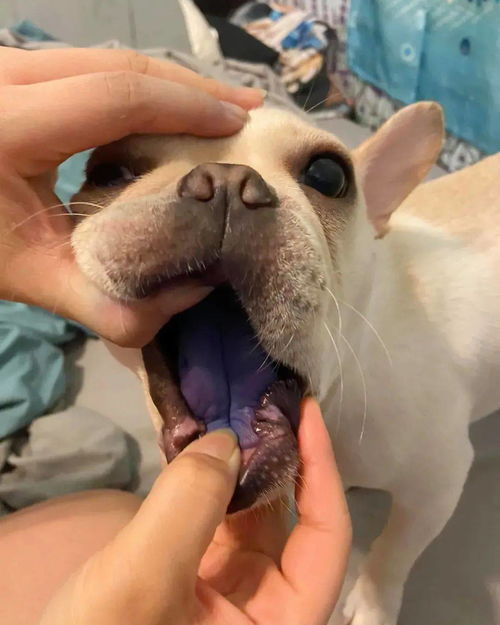 洗完澡后去抱狗狗,结果发现它的舌头变成了蓝色