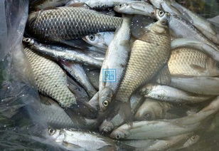 山村野河,爆钓28斤野鱼,收获2条 黑草鱼 竟然重达4斤 